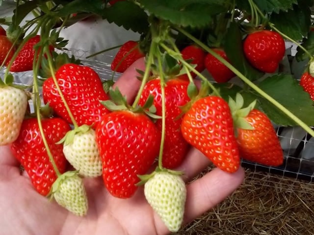 Клубника сорт Мурано