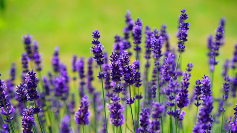 Лаванда – отличный медонос, который привлекает пчел своим насыщенным ароматом и большим количеством нектара.