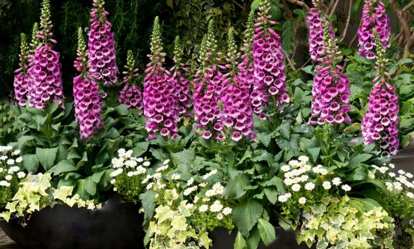 Цветы наперстянки предоставляют насекомым приют в холодную погоду, а также являются источником пыльцы.