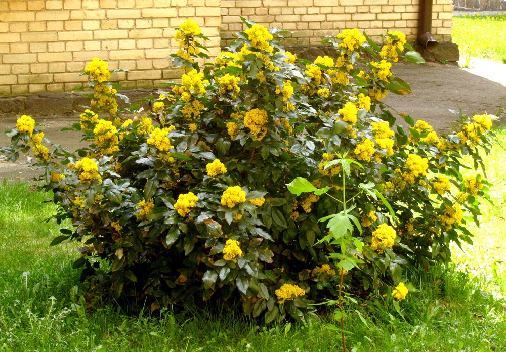 Зимнее цветение магонии дарит ароматные соцветия, которые привлекают опылителей даже в холодное время.