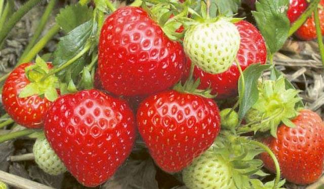 Клубника Румба