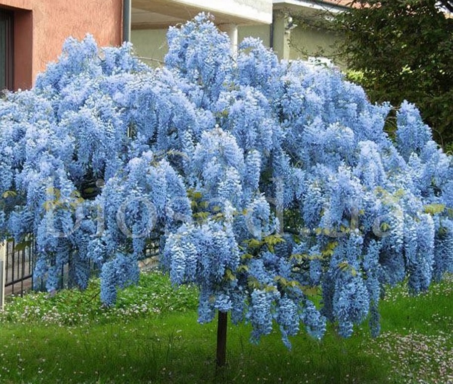 Глициния на штамбе, сформированная в виде дерева, выглядит как из волшебной сказки.