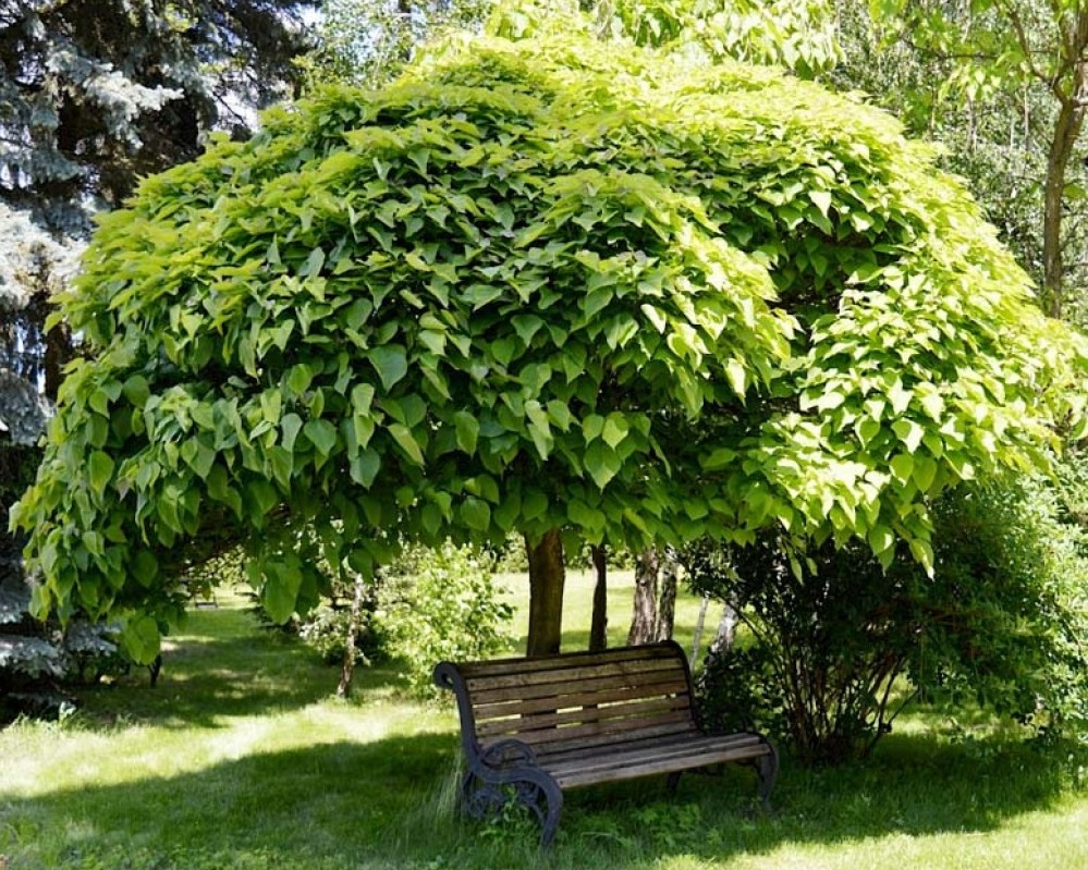 Катальпа – это настоящий экзотический гость в наших садах.