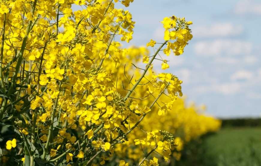 Рапс озимый очень хорошо питает почву.