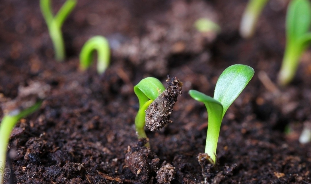 Почва для рассады должна была рыхлой, легкой и плодородной.