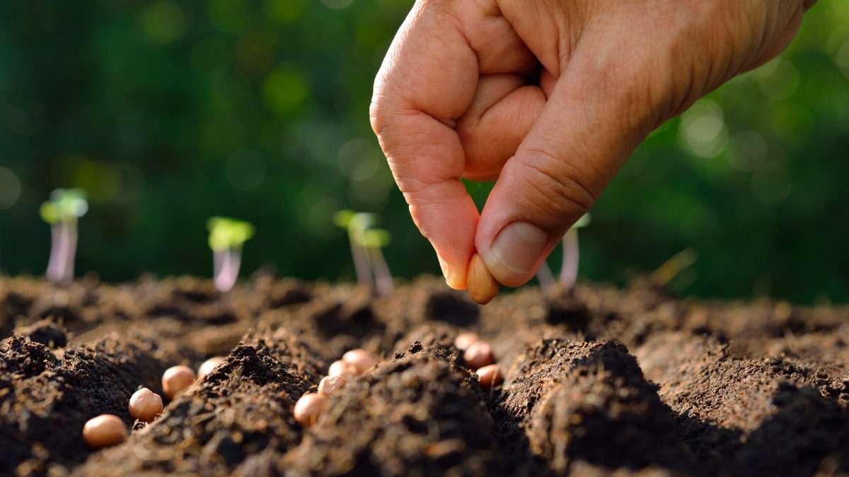Каждую культуру необходимо сажать в срок.
