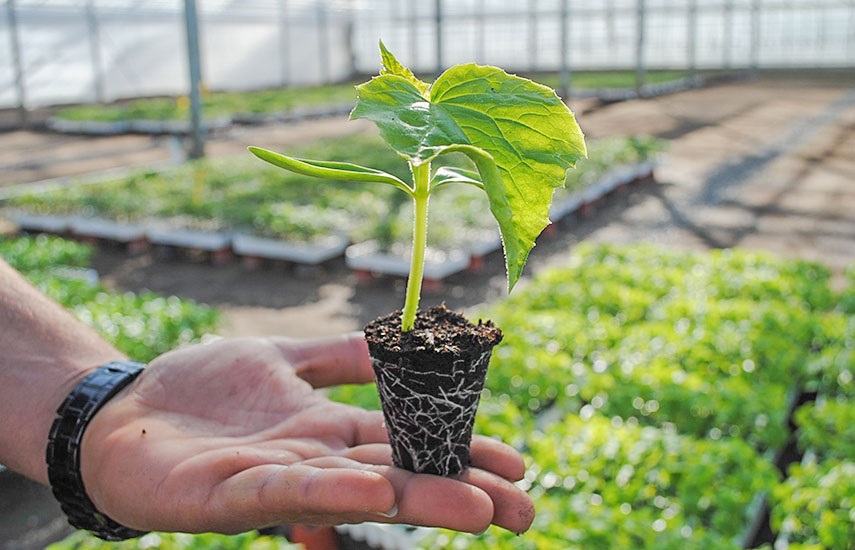 Покупать саженцы или рассаду следует только в контейнере, где корневая система не нарушена.