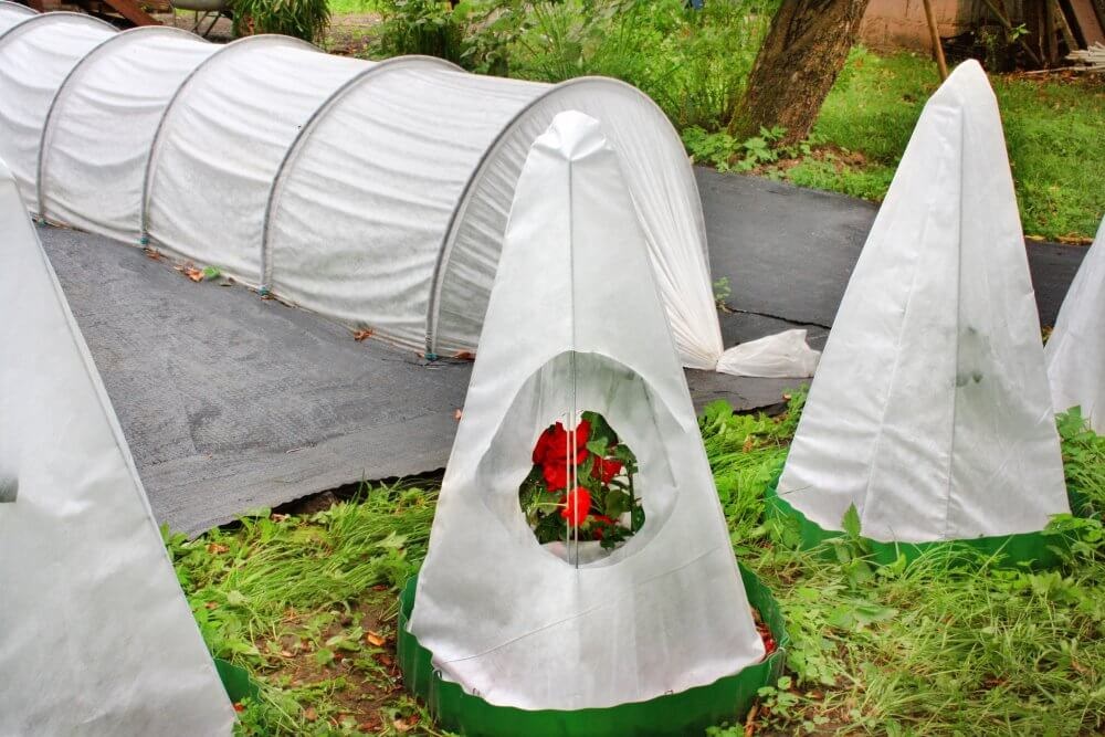 Нельзя слишком рано снимать укрытие с растений, чтобы не разрушить успешную зимовку.