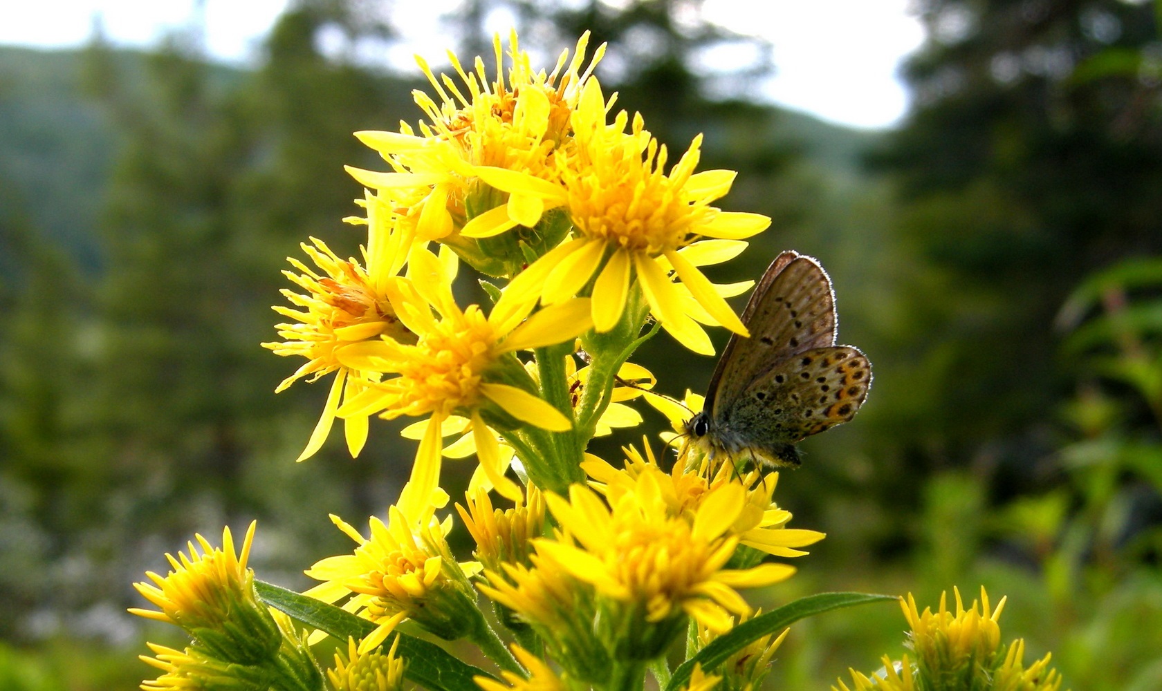 Золотарник – высокое многолетнее растение с развитой корневой системой.