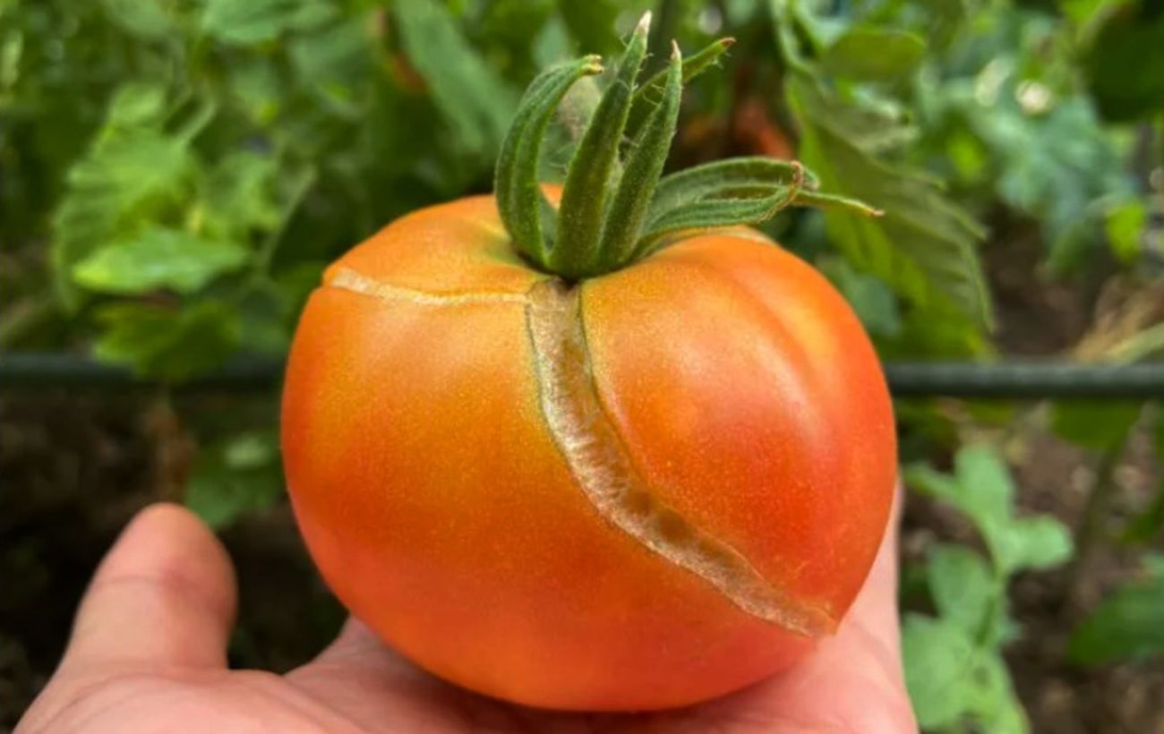 Одной из проблем помидоров является растрескивание плодов во время созревания.