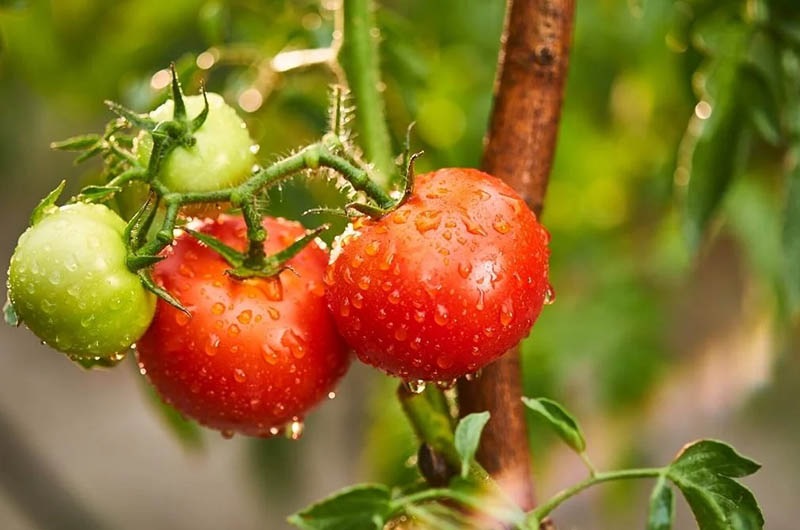 Причины, по которым трескаются помидоры