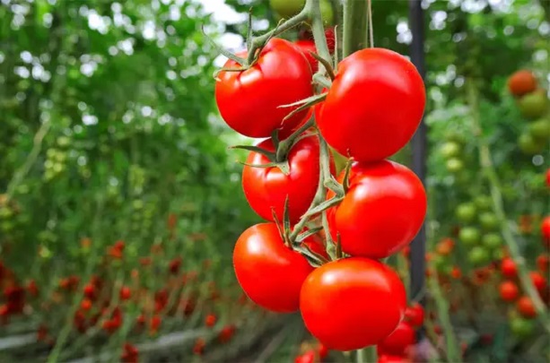 Проблему растрескивания помидоров реально минимизировать, если соблюдать определенные правила.