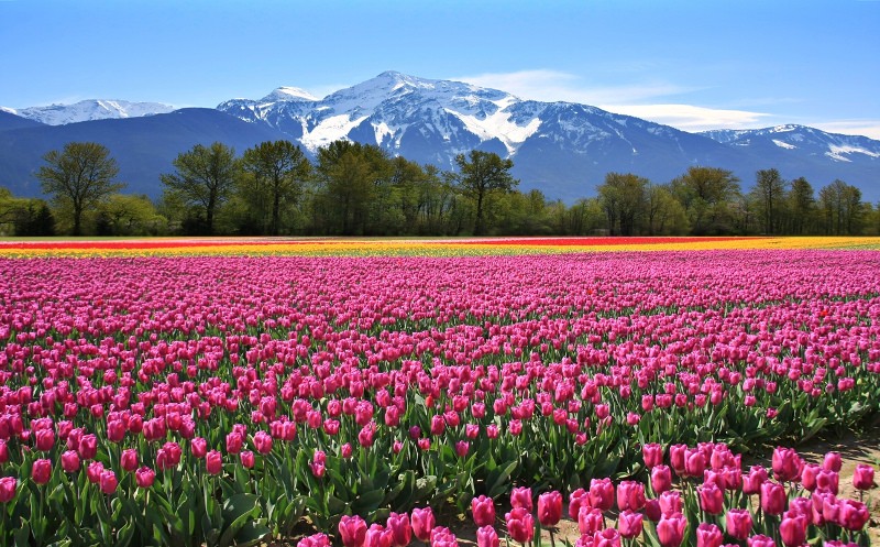 Правильный грунт для посадки тюльпанов
