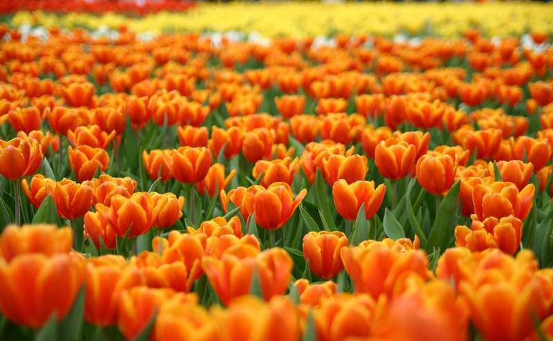 Выращивание тюльпанов