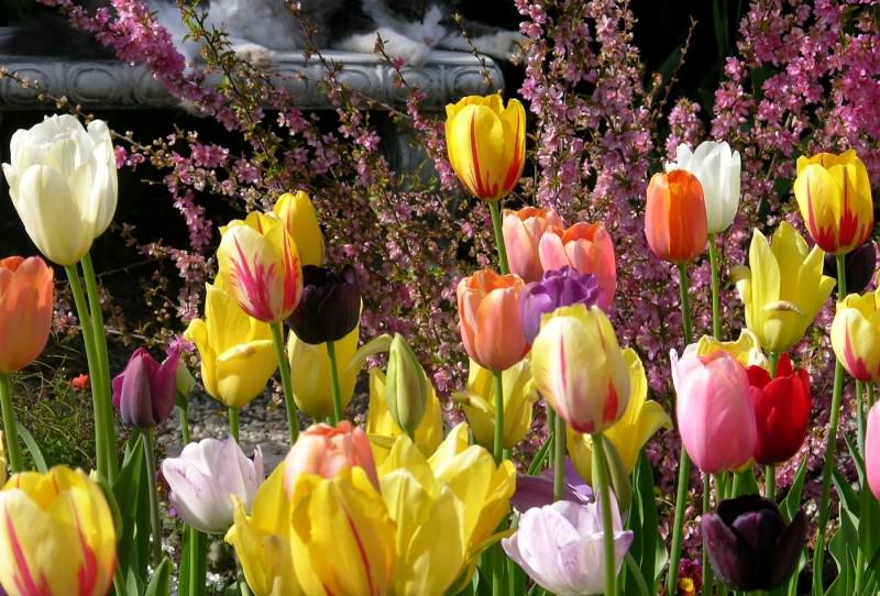 Посадка тюльпанов