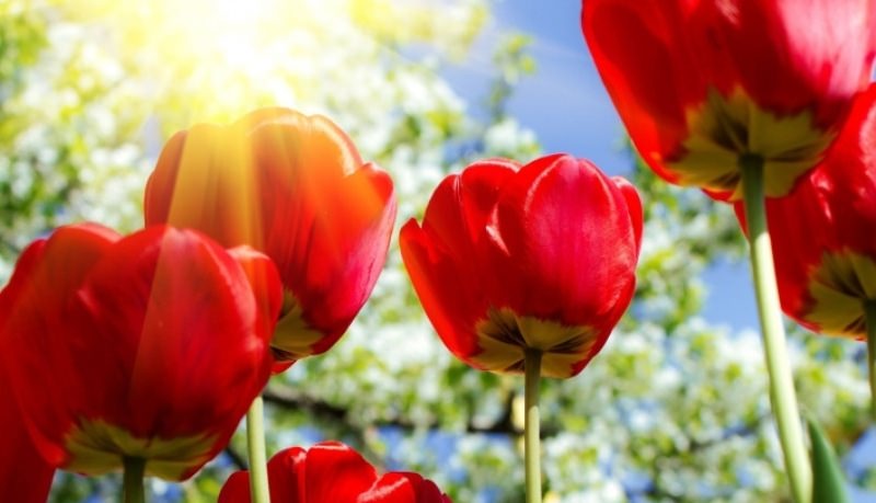 Уход за тюльпанами