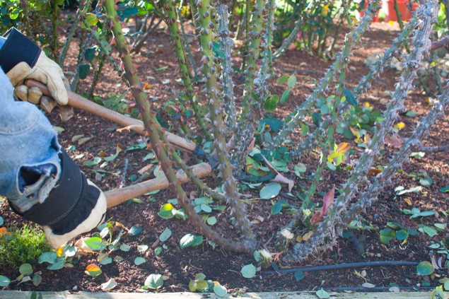 Весной нужно проводить обрезку роз