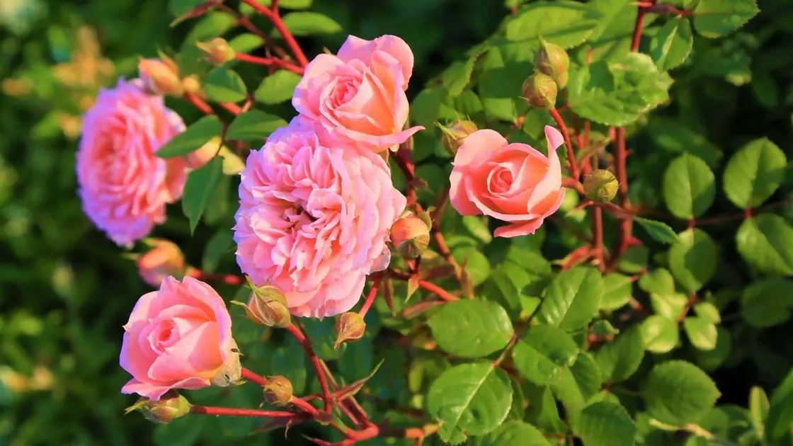 Саженцы роз