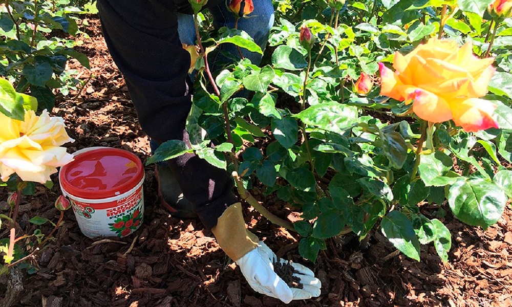 Подкормка роз весной