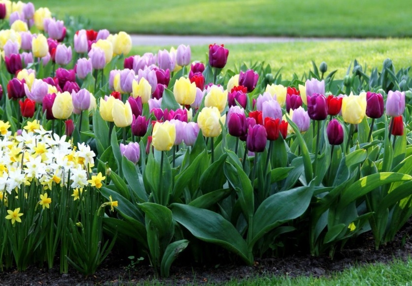 Выращивание тюльпанов Выращивание тюльпанов