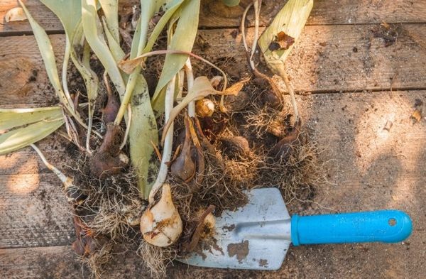 Выкапывание луковиц тюльпанов Выкапывание луковиц тюльпанов