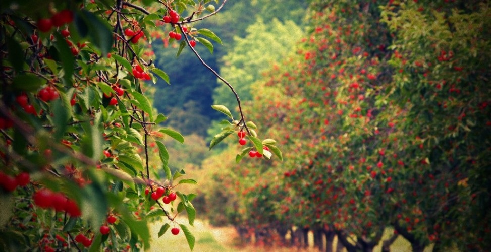 Правильная закладка плодового сада приведет к обильному урожаю. Правильная закладка плодового сада приведет к обильному урожаю.