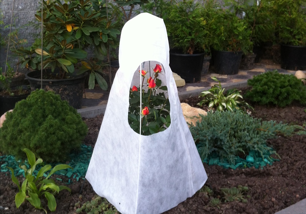 Варианты утепления роз на зиму