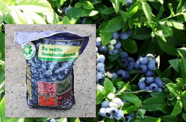 Удобрение Ogrod 2001 для голубики. Удобрение Ogrod 2001 для голубики.