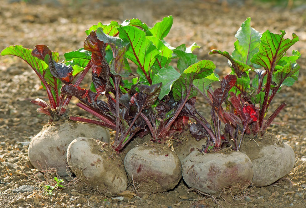 Просушки свеклы на огороде
