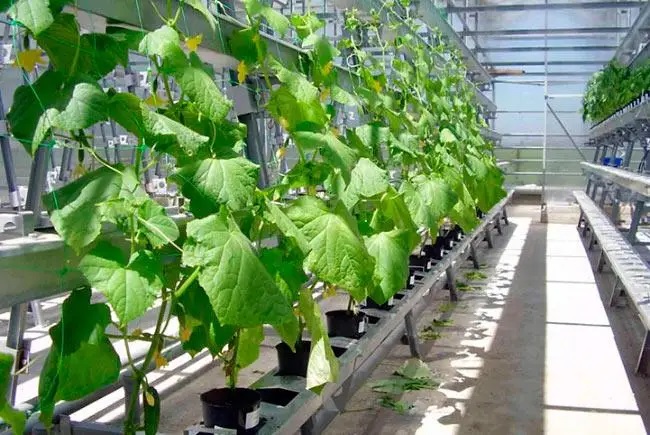 Выращивание огурцов в теплице