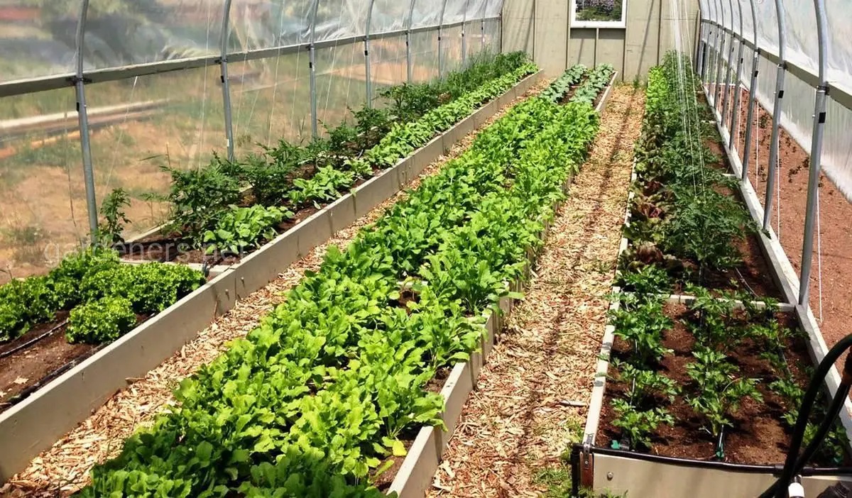 Уплотняющие посадки в теплице