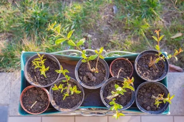 Для посадки граната важна защищенность от холодных ветров и достаточное освещение.