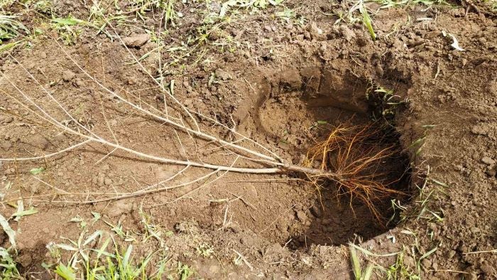 Успех выращивания граната зависит от выбранного места и техники посадки.