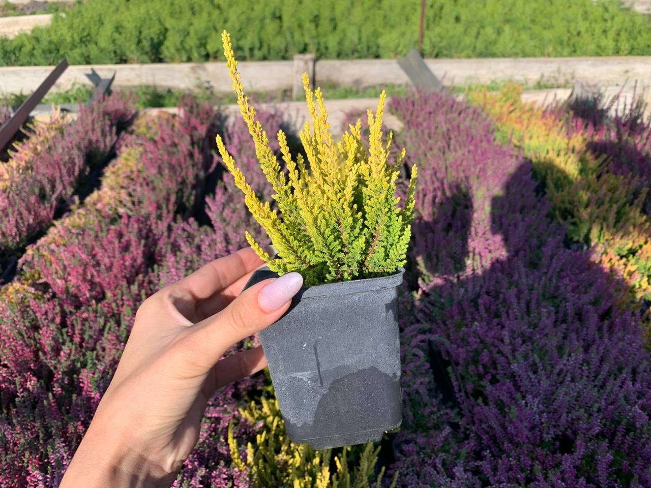 Верес сорту Skyline Pretoria — невисокий кущик (до 30 см) з червонуватим листям і біло-зеленими бутонами.