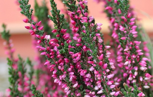 Верес — вічнозелений чагарник, який прикрашає сад дрібними квітками лілового, рожевого, білого чи пурпурного кольору.