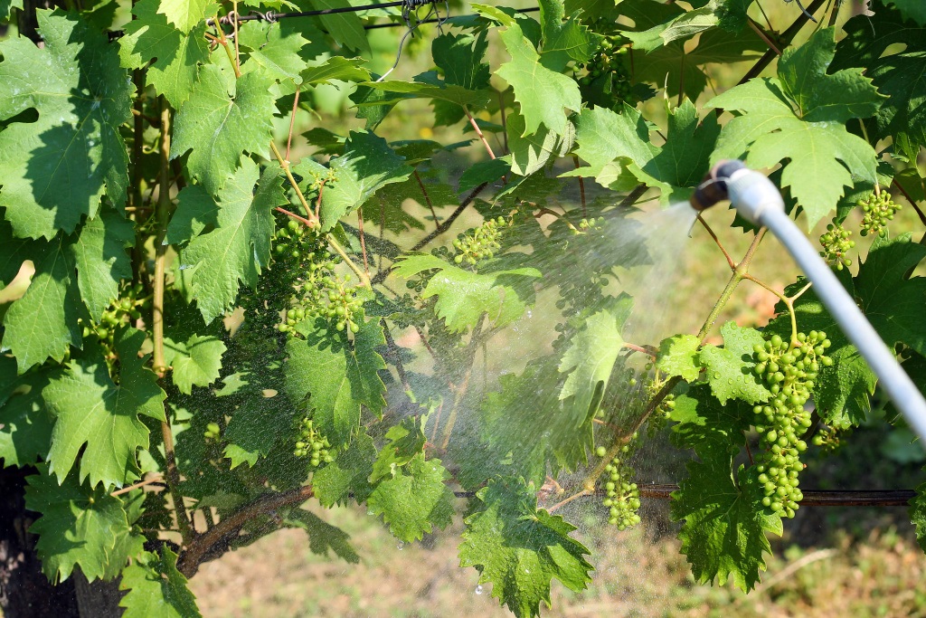 Опрыскивание винограда проводят в пасмурную погоду или вечером, избегая прямых солнечных лучей.