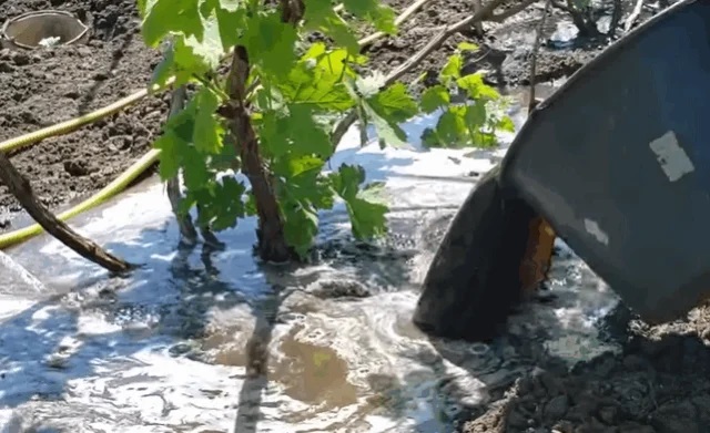 Органические подкормки дают отличные результаты, особенно для молодых кустов.