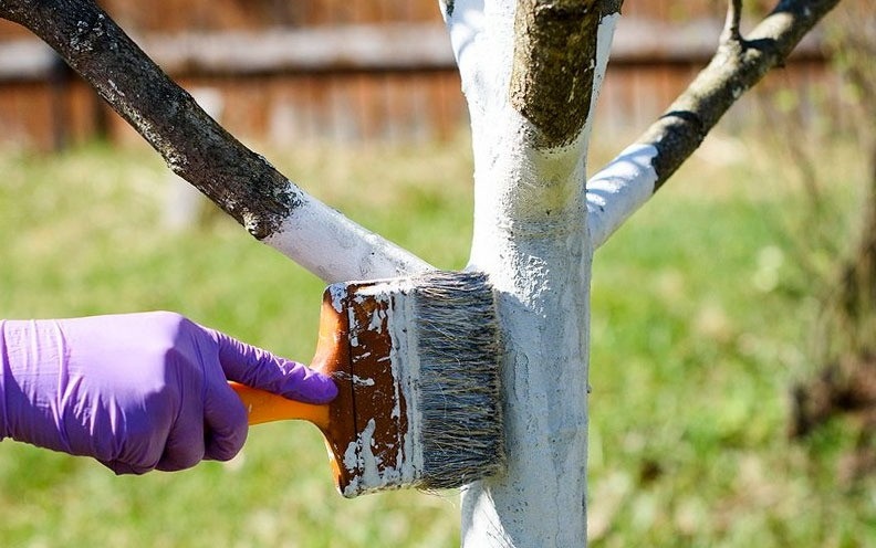 Побелка деревьев весной