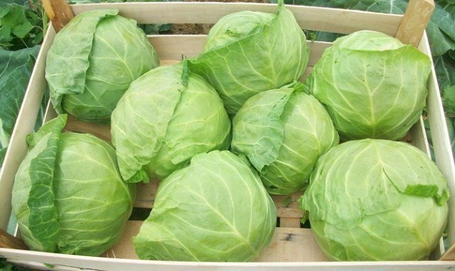 Вибір сорту капусти Вибір сорту капусти