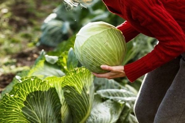 Коли потрібно збирати урожай капусти? Коли потрібно збирати урожай капусти?