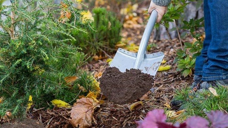 Минеральные удобрения для хвойных растений