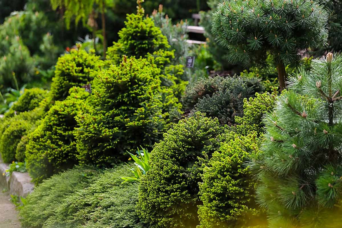 Декоративные хвойные растения