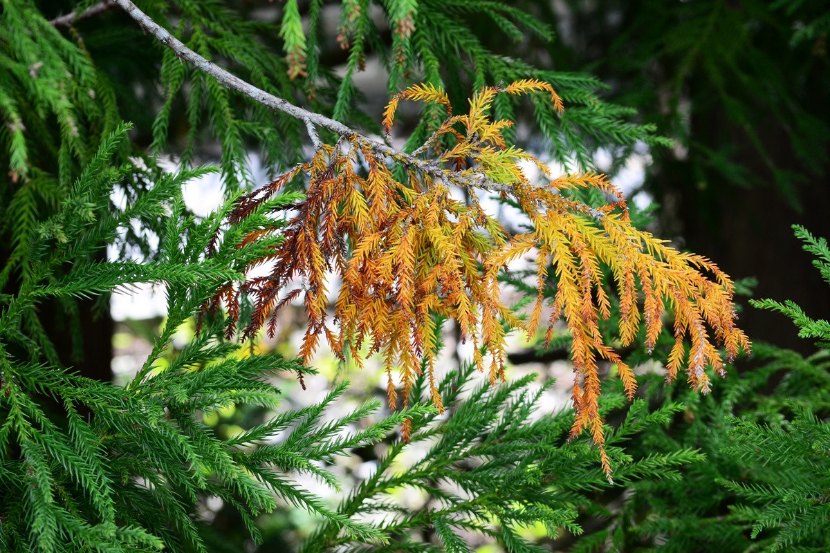 Некоторые удобрения могут наносить вред хвойным растениям.