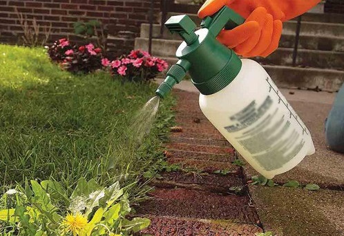 Опрыскивание растущего сорняка Опрыскивание растущего сорняка