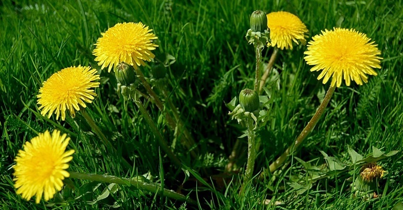 Определяем разновидность сорняков Определяем разновидность сорняков