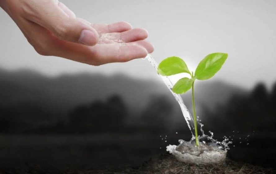 Жидкие удобрения являются растворами питательных веществ