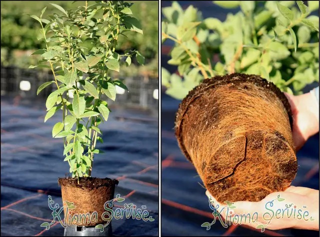 Корневая система голубики состоит из трех основных груп корней.