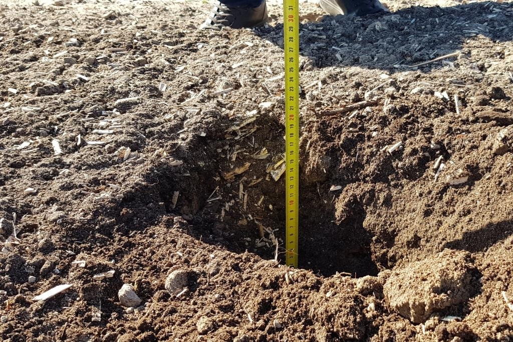 Объем субстрата зависит прежде всего от ph земли и ее состава.