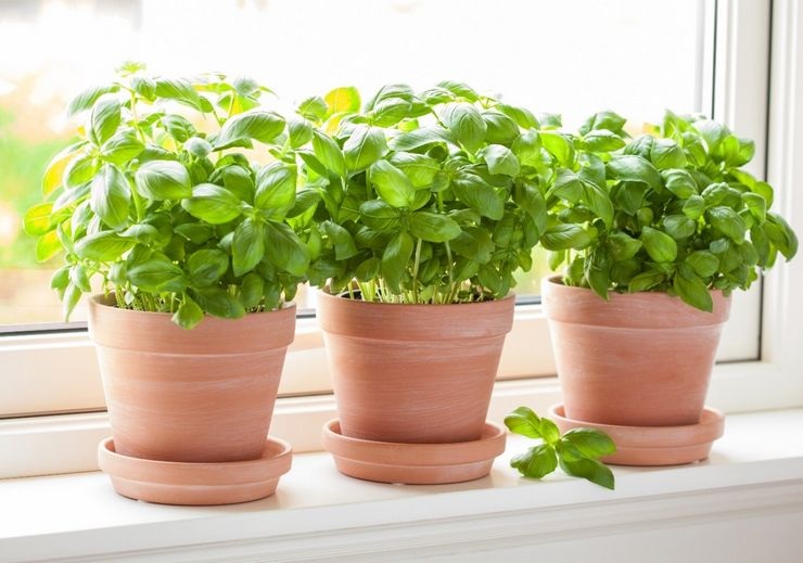 Выращивание базилика Выращивание базилика