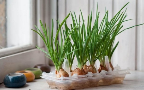 Выращивание лука Выращивание лука